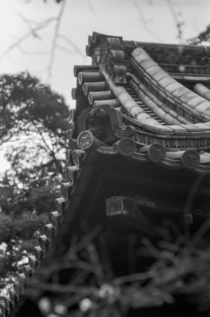 画像を別ウィンドウで表示します 画像
