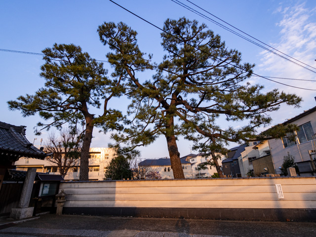画像を別ウィンドウで表示します 画像