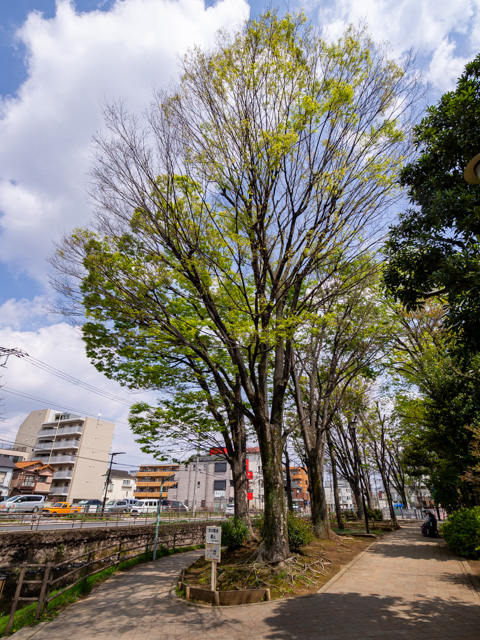 画像を別ウィンドウで表示します 画像