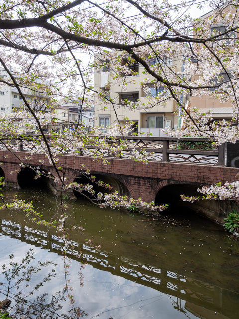 画像を別ウィンドウで表示します 画像