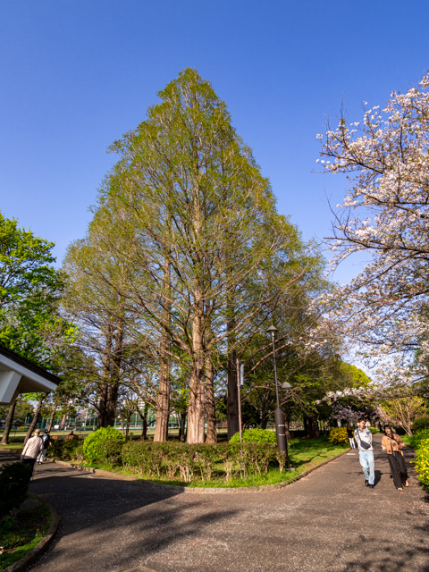 画像を別ウィンドウで表示します 画像