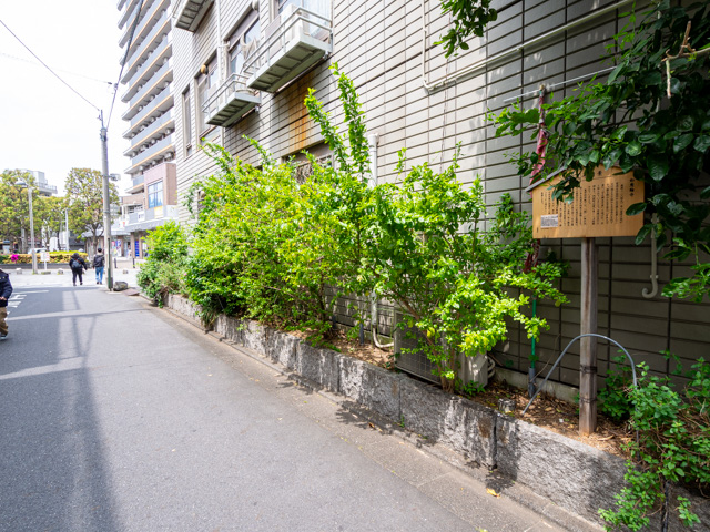 画像を別ウィンドウで表示します 画像