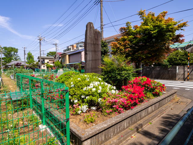 画像を別ウィンドウで表示します 画像