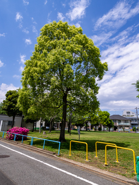 画像を別ウィンドウで表示します 画像