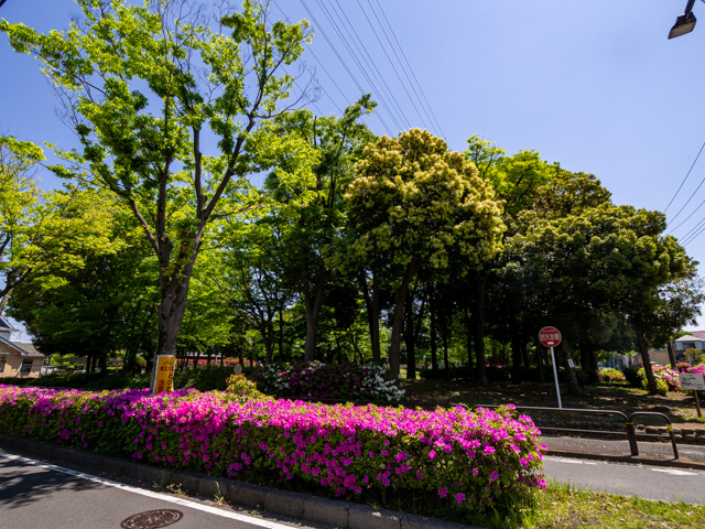 画像を別ウィンドウで表示します 画像