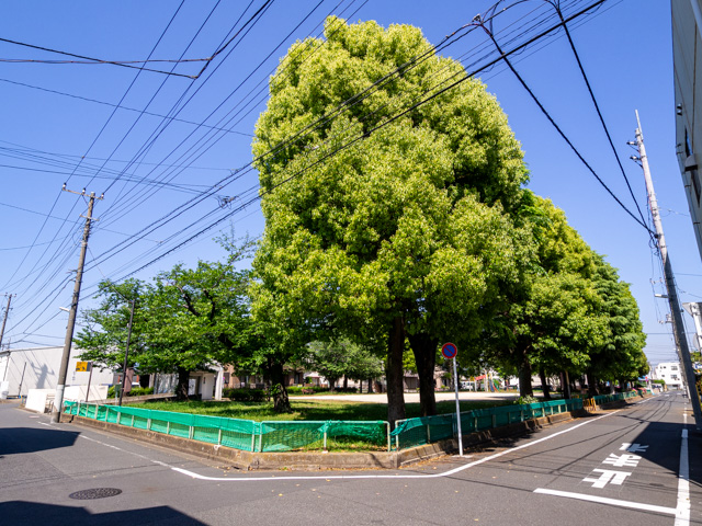 画像を別ウィンドウで表示します 画像
