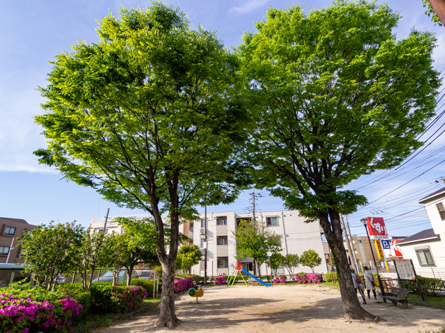 画像を別ウィンドウで表示します 画像