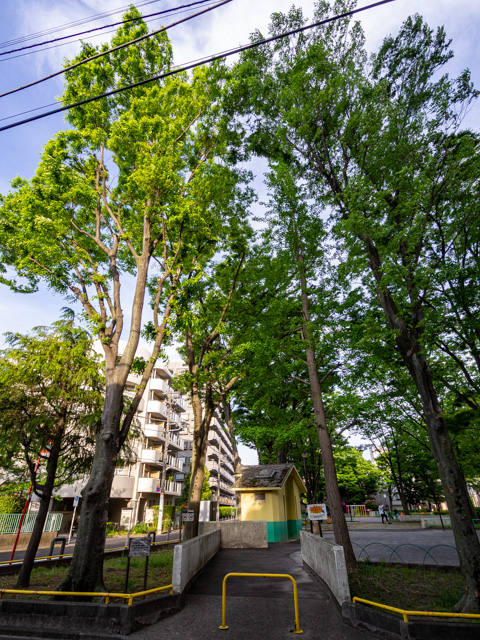 画像を別ウィンドウで表示します 画像