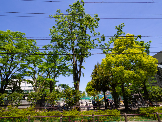 画像を別ウィンドウで表示します 画像