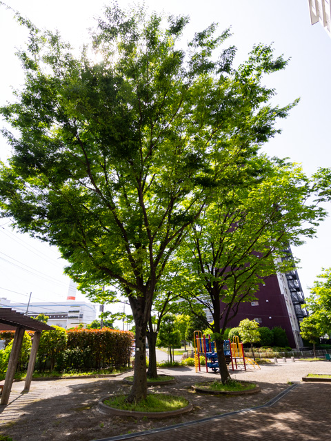 画像を別ウィンドウで表示します 画像