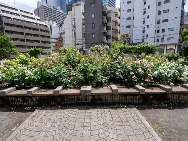 画像を別ウィンドウで表示します 画像