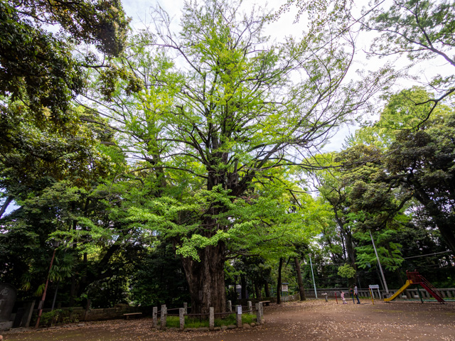 画像を別ウィンドウで表示します 画像