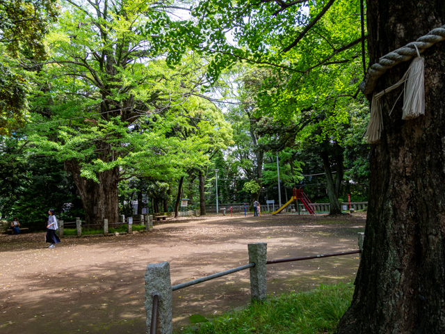 画像を別ウィンドウで表示します 画像