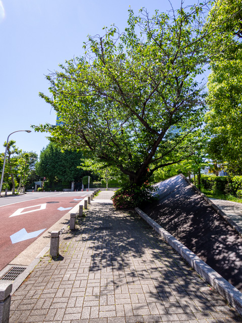 画像を別ウィンドウで表示します 画像